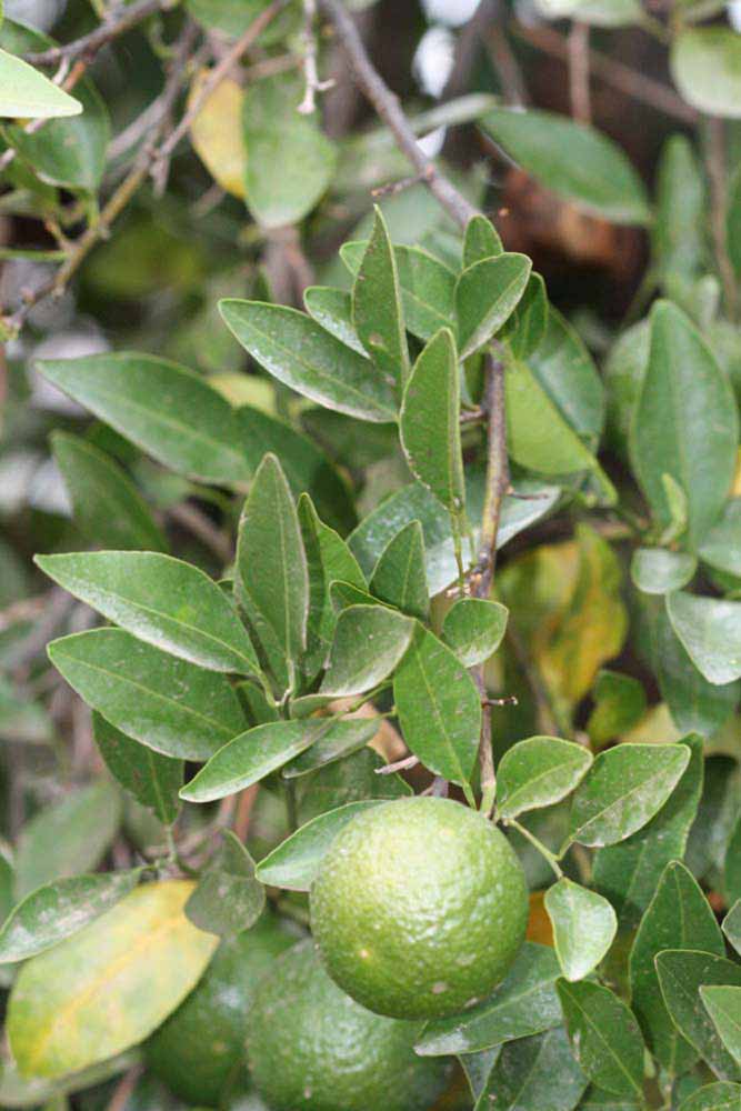              Sun leaves (Riverside, CA)       
